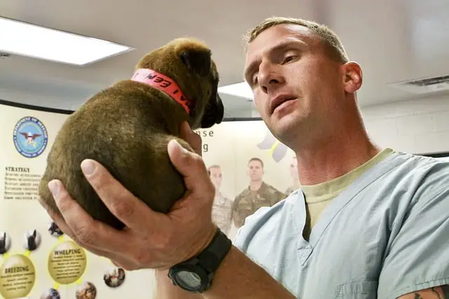 Things to do before bringing puppy home find local emergency veterinarian