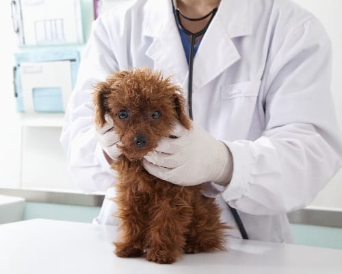 Veterinary advice to get newly adopted puppy to start eating dry food