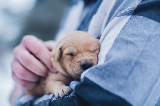 What to do when bringing puppy home first day 1