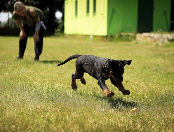 What to do with puppy while at work hire dog walker sitter help puppy burn energy
