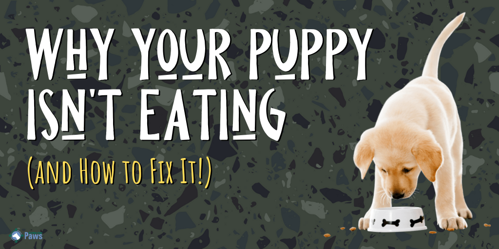 Why Your Puppy Isn't Eating and How to Fix It
