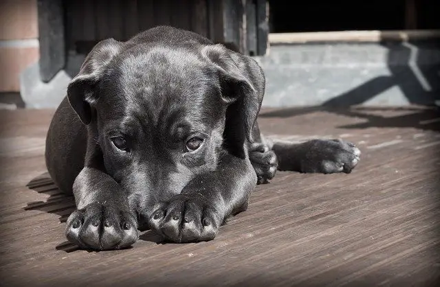 Why is my puppy not eating after bringing home not adjusting to food