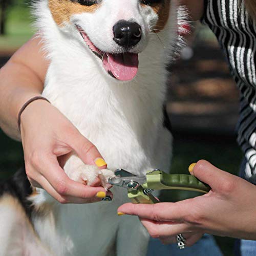 Reward your dog for letting you clip their nails improve good behavior