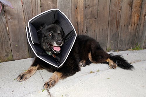 Do you have to get a bigger crate for dog cone of shame