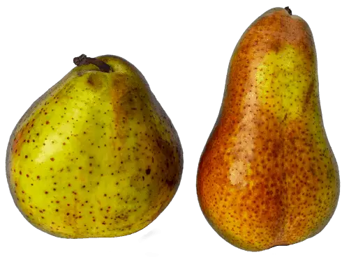 Are pears safe for dogs types varieties differences cooked raw canned in syrup