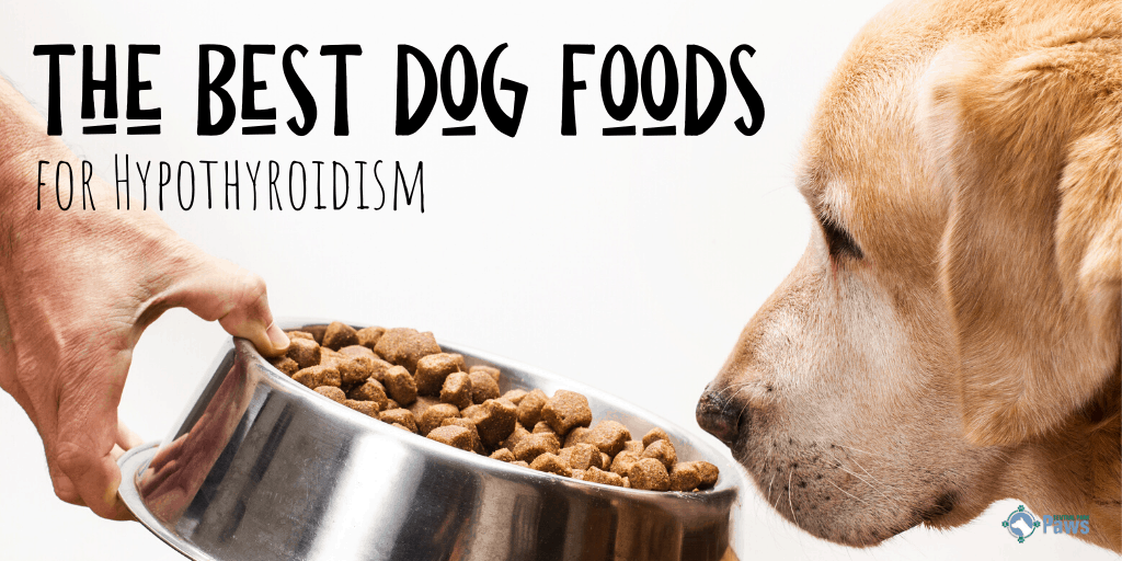 Best Dog Foods for Hypothyroidism