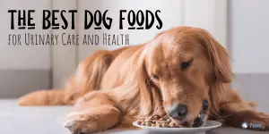 Best Dog Foods for Urinary Care and Health