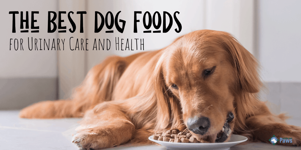 Best Dog Foods for Urinary Care and Health