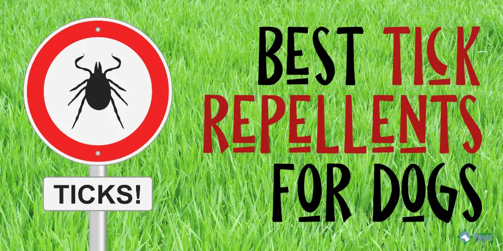 Best Tick Repellents for Dogs for Protection and Prevention