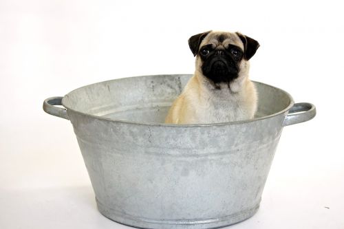 Best washable dog beds need to be comfortable and easy to clean
