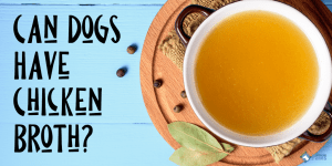 Can Dogs Eat Chicken Broth_