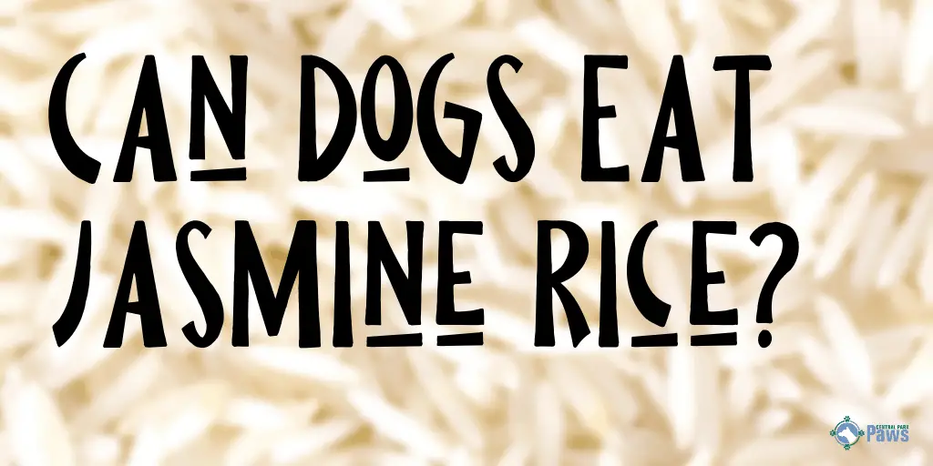 Can Dogs Eat Jasmine Rice Nutritional Profile Concerns And More