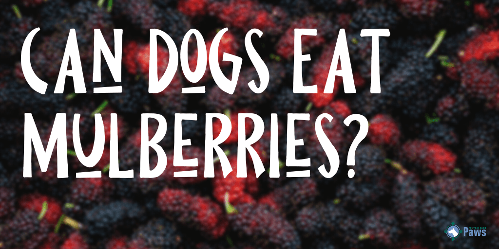 Can Dogs Eat Mulberries?