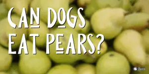 Can Dogs Eat Pears?