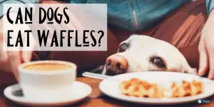 Can Dogs Eat Waffles: Is it Safe for My Dog to Have Eggos_