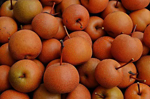 Can dogs eat Asian pears Japanese Chinese Korean Taiwanese Apple Zodiac Sand varieties