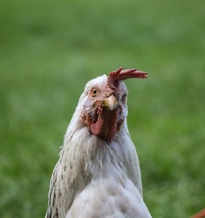Can dogs eat chicken broth homemade versus store bought recipe