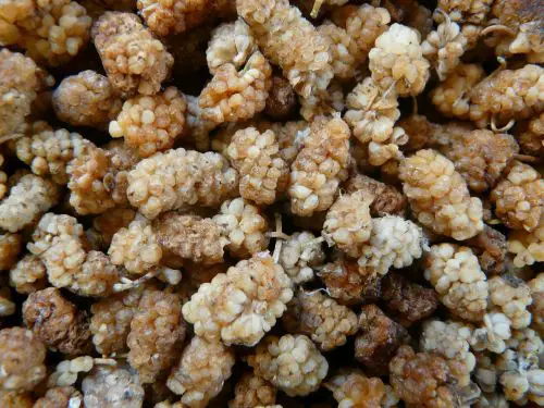 Can dogs eat dried mulberries are they safe for puppies