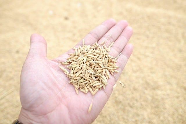 Can dogs eat raw jasmine aromatic rice grains without cooking first