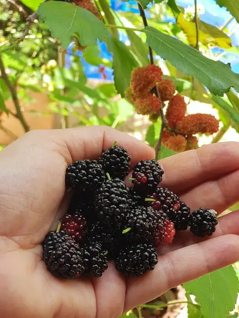 Can dogs eat ripe black mulberries are they safe or dangerous