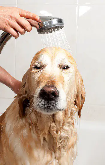 Can you shower with your dog calmy bathe anxious puppy
