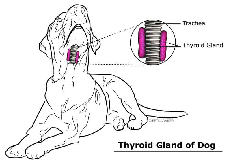 Dog thyroid gland location what is hypothyroidism causes symptoms