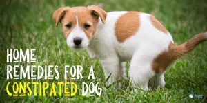 Home Remedies for a Constipated Dog_ Milk, Canned Pumpkin, Coconut Oil, & More