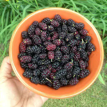 How many mulberries can dogs safely eat healthy amount