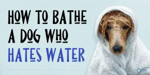 How to Bathe a Dog Who Hates Water