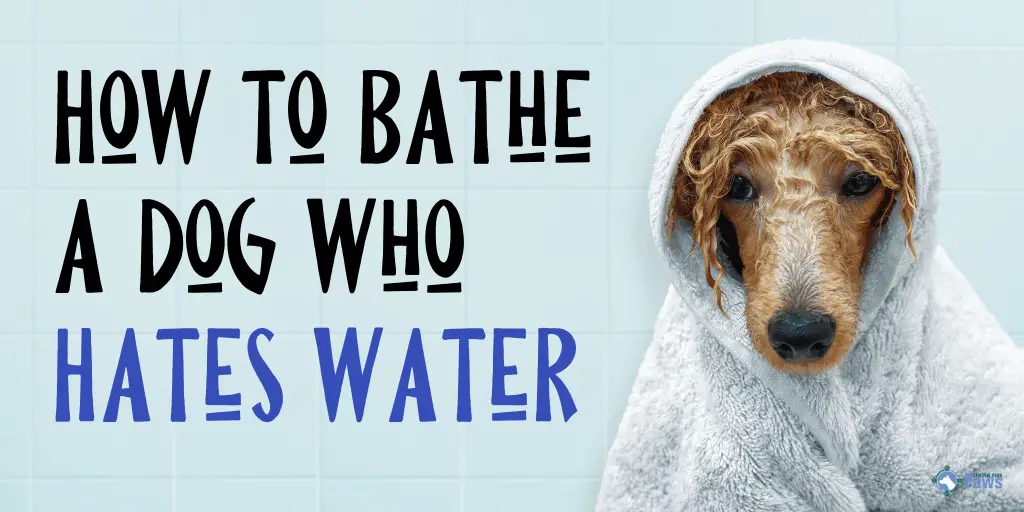 How to Bathe a Dog Who Hates Water