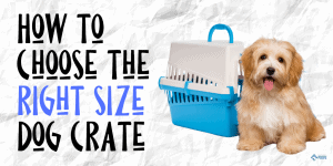 How to Choose the Right Size Crate for Your Dog (1)