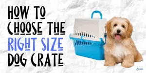 How to Choose the Right Size Crate for Your Dog (1)