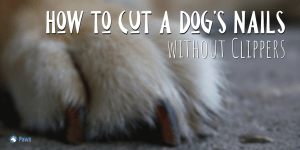 How to Cut a Dogs Nails without Clippers