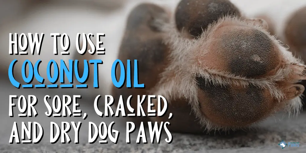 can you use coconut oil on dog paws