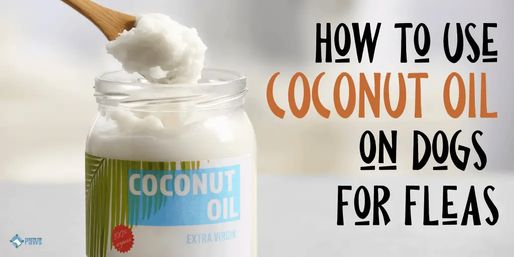 How to Use Coconut Oil on Dogs for Fleas
