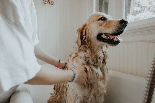 How to help dog enjoy bathing bath time tips tricks suggestions recommendations