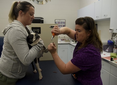 How to restrain dog to safely clip their nails