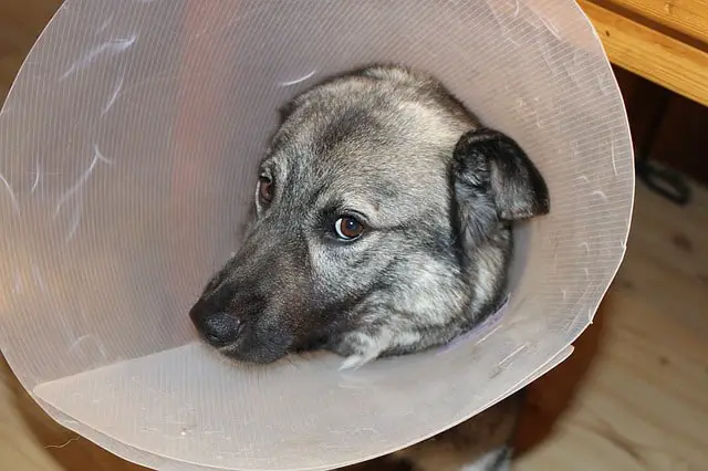 Is chicken broth good for sick dogs who do not want to eat dry food
