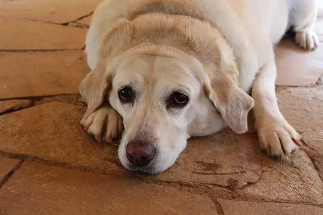 Jasmine rice health issues for dogs can you feed to overweight diabetic puppies