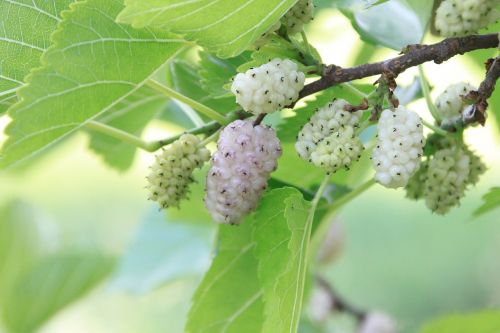 Morus alba white mulberry good safe for dogs to eat