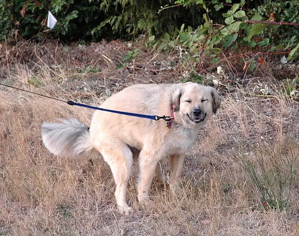 Potential dangers dogs eating mulberries diarrhea GI distress