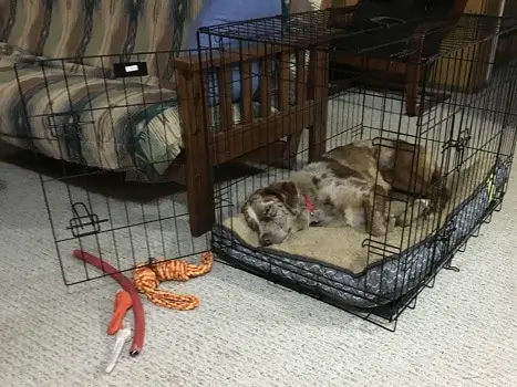 Properly sized dog crate with bed enough room to lie down