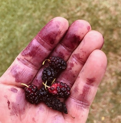 Can Dogs Eat Mulberries Even White Black Dried Or Unripe Mulberries