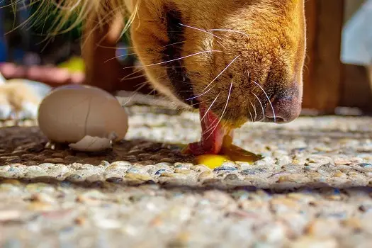 Are eggshells good for dogs supplement nutrients calcium boost health