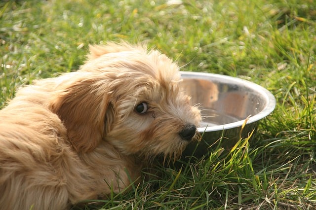 Urinary tract infection signs in dogs drinking too much too little water