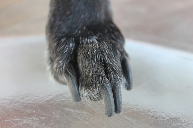When should I trim my dogs nails how long is too long clack on floor
