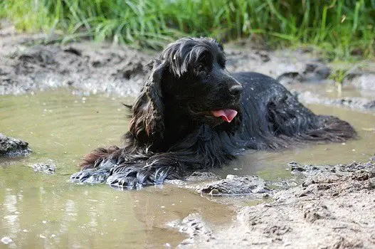 When should I wash my dogs collar mud dirt stinky