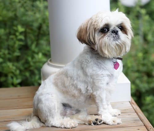Which dog breeds get UTIs shih tzu yorkshire terrier bichon frise females