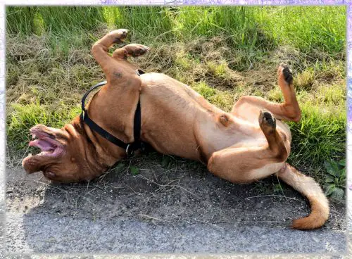 Why do dogs roll in stink skunk how to make dog smell nice without bath