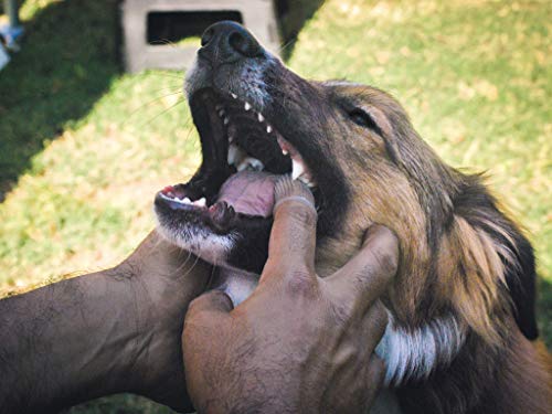 How do use coconut oil to clean your dog's teeth